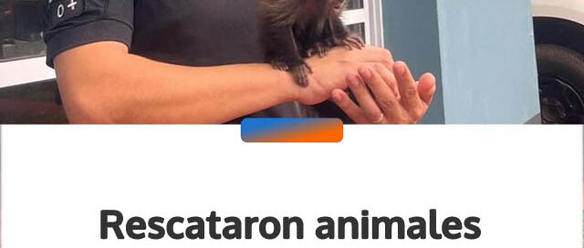 Rescataron animales silvestres en distintos puntos de Misiones y los trasladaron a centros especializados